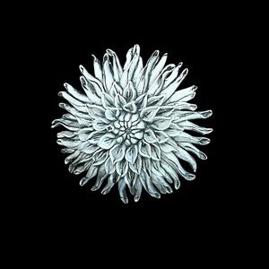 Vtg woman’s celluloid floral brooch